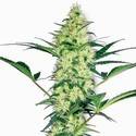 White Diesel (White Label) feminizowane