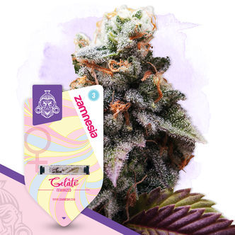 Gelato (Zamnesia Seeds) feminizowane