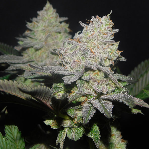 Gelato (Zamnesia Seeds) feminizowane