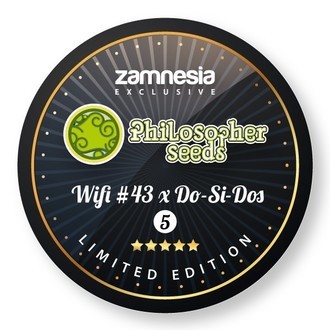 Wifi 43 x Do-Si-Dos (Philosopher Seeds x Zamnesia) feminizowane