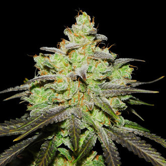 Wifi 43 x Do-Si-Dos (Philosopher Seeds x Zamnesia) feminizowane