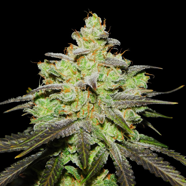 Wifi 43 x Do-Si-Dos (Philosopher Seeds x Zamnesia) feminizowane