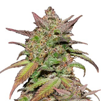 Smoothie Automat (FastBuds) feminizowane