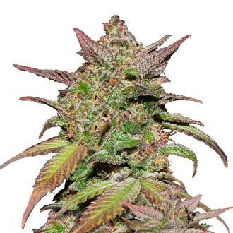 Smoothie Automat (FastBuds) feminizowane