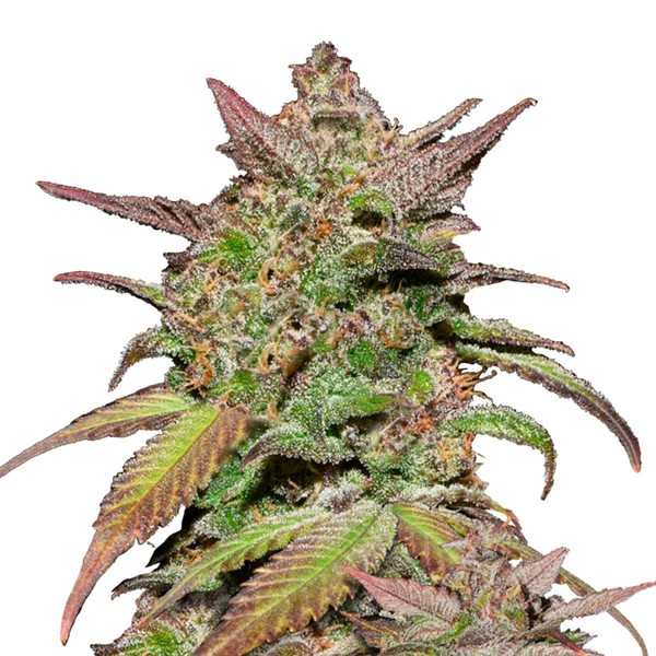 Smoothie Automat (FastBuds) feminizowane