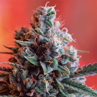 Dark Star x AK-49 (Vision Seeds) feminizowane