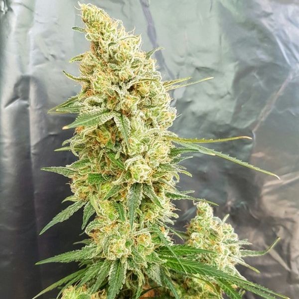 Gorilla Banana (Expert Seeds) feminizowane