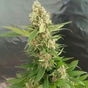 Gorilla Ice Cream (Expert Seeds) Nasiona marihuany feminizowane