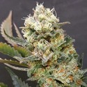 ZkittleZ Glue (Expert Seeds) feminizowane