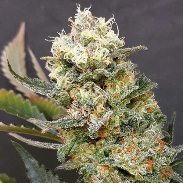 ZkittleZ Glue (Expert Seeds) feminizowane