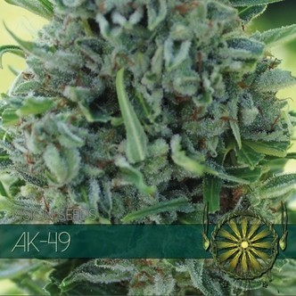 AK-49 (Vision Seeds) feminizowane