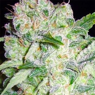 AK-49 (Vision Seeds) feminizowane