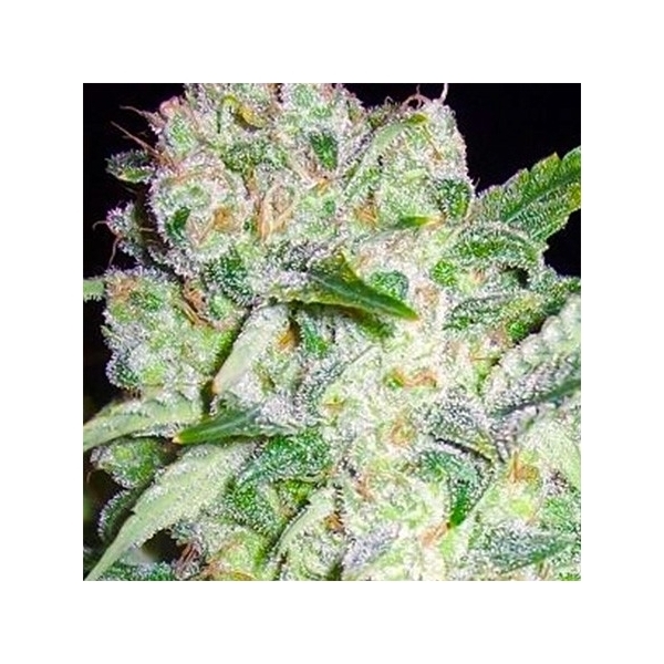 AK-49 (Vision Seeds) feminizowane