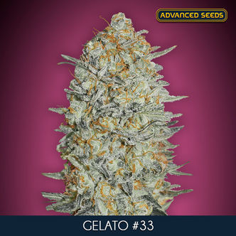 Gelato 33 (Advanced Seeds) feminizowane