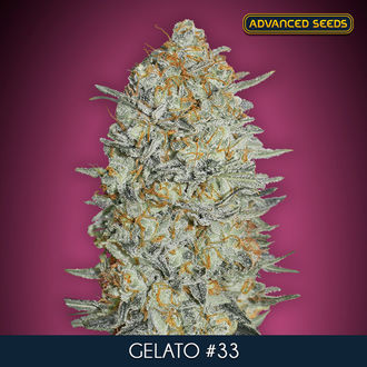 Gelato 33 (Advanced Seeds) feminizowane