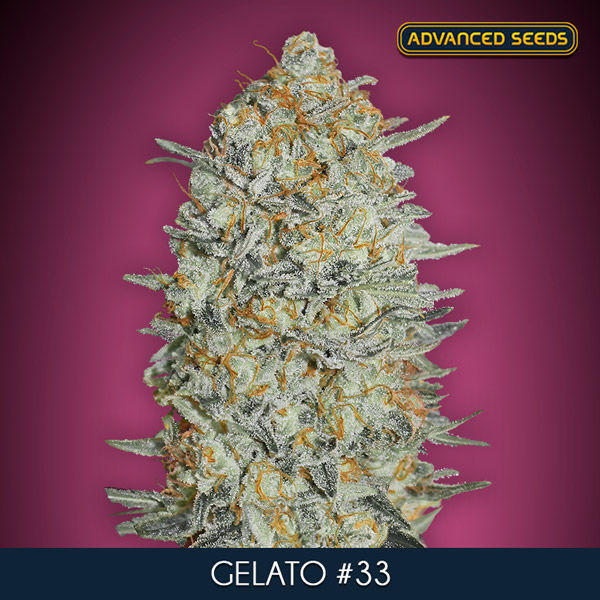 Gelato 33 (Advanced Seeds) feminizowane