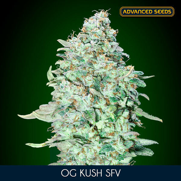 OG Kush SFV (Advanced Seeds) feminizowane