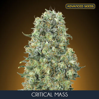 Critical Mass (Advanced Seeds) feminizowane
