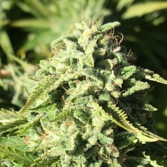 Pumpkin Punch (Earth Witch Seeds) regularne