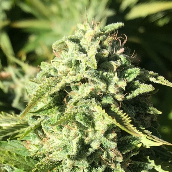 Pumpkin Punch (Earth Witch Seeds) regularne