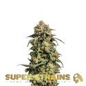 Cookies Krush (Super Strains) feminizowane