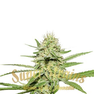 Enemy's Dream (Super Strains) feminizowane