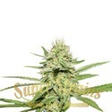Enemy's Dream (Super Strains) feminizowane
