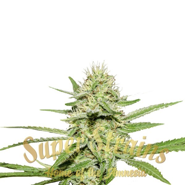 Enemy's Dream (Super Strains) feminizowane