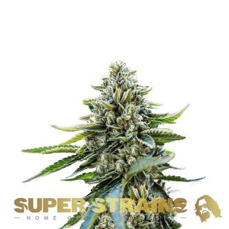 Eden (Super Strains) feminizowana