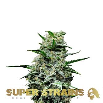 Mexican Candy (Super Strains) feminizowane