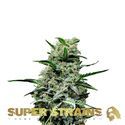 Mexican Candy (Super Strains) feminizowane