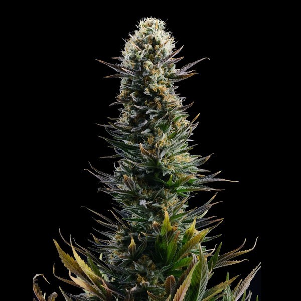 Blue 2.0 (Kannabia x Zamnesia) feminizowane