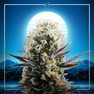 Blue 2.0 (Kannabia x Zamnesia) feminizowane