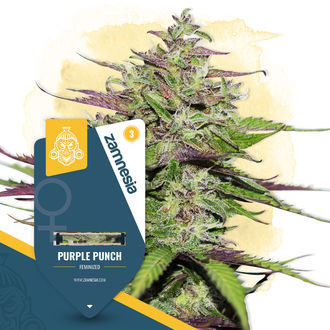 Purple Punch (Zamnesia Seeds) feminizowane