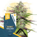 Purple Punch (Zamnesia Seeds) feminizowane