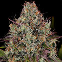 Purple Punch (Zamnesia Seeds) feminizowane