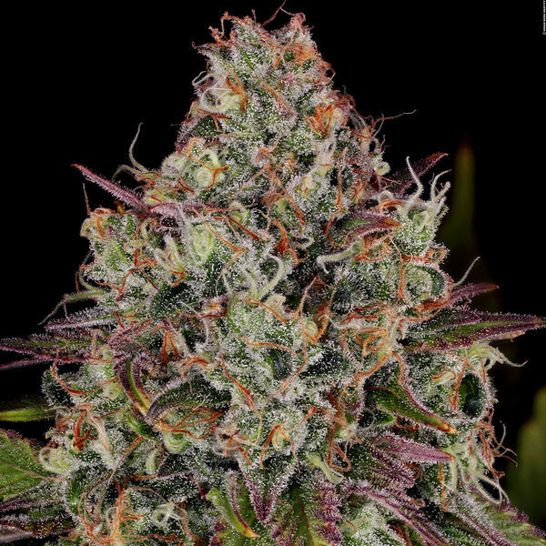 Purple Punch (Zamnesia Seeds) feminizowane