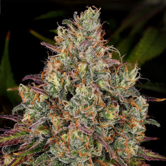 Purple Punch (Zamnesia Seeds) feminizowane
