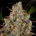 Purple Punch (Zamnesia Seeds) feminizowane