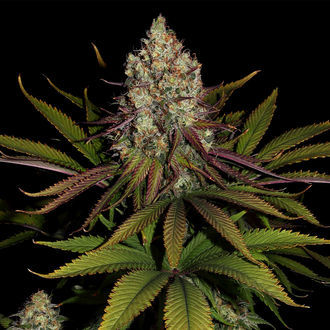 Purple Punch (Zamnesia Seeds) feminizowane