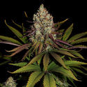 Purple Punch (Zamnesia Seeds) feminizowane