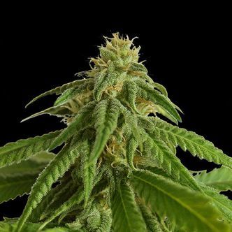 Afrodite (Kannabia) feminizowane