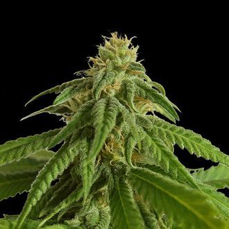 Afrodite (Kannabia) feminizowane