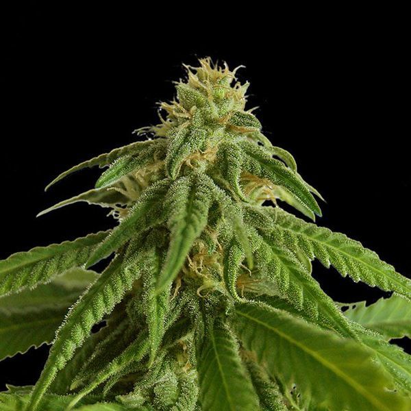 Afrodite (Kannabia) feminizowane