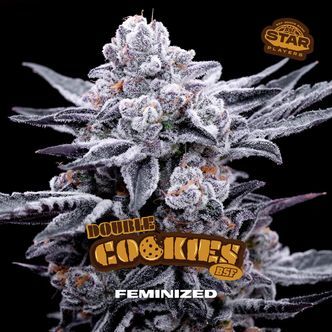 Double Cookies (BSF Seeds) feminizowane