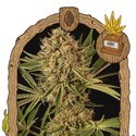 Herz OG (Exotic Seed) feminizowane