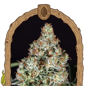 Zkittalicious (Exotic Seed) feminizowane