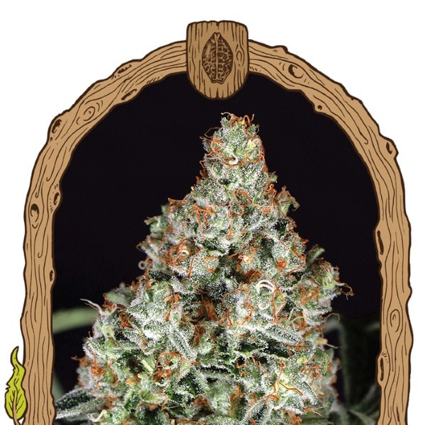 Zkittalicious (Exotic Seed) feminizowane