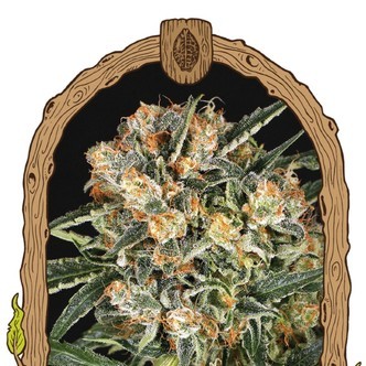 Hippie Therapy CBD (Exotic Seed) nasiona marihuany feminizowane