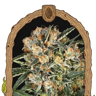 Hippie Therapy CBD (Exotic Seed) nasiona marihuany feminizowane